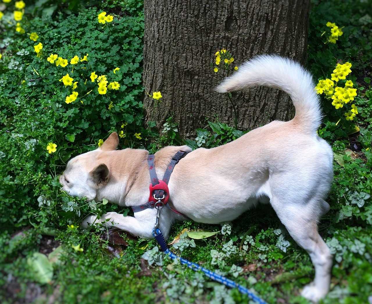 狗云Dogyun5950处理器永久八折优惠8折优惠码
